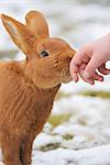 New Zealand Rabbit Sniffing Child's Hand, Baden-Wurttemberg, Germany