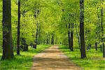 Chemin à travers la forêt au printemps, Aschaffenburg, Bavière, Allemagne