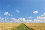 Straße durch Maisfeld in Sommer, Bayern, Deutschland