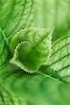 Hydrangea leaves, extreme close-up