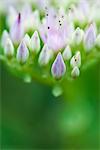 Sedum Blütenknospen, extreme Nahaufnahme