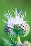 Scorpionweed (Phacelia) in bloom