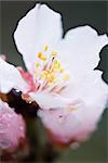 Cherry blossom, extreme close-up