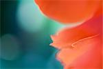 Vibrant flower petals, extreme close-up