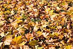 Feuilles d'automne sur le terrain