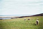 Sheep on Allen Farm, Chilmark, Martha's Vineyard, Massachusetts, USA