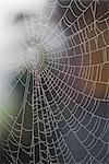 Close-up of Spider Web Covered in Morning Dew