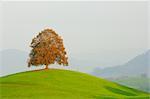 Lime Tree, Switzerland