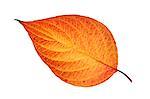 Hartriegel Leaf
