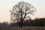 Cottonwood Tree in Winter, Trinity River Flood Plain, Texas, USA