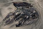 Oiseau mort sur la plage, Aptos, Californie, USA