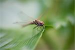 Close-up of Dragonfly