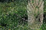 Spider Web, Shampers Bluff, New Brunswick, Canada