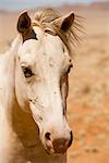 Gros plan de Wild Horse, Aus, Karas région, Namibie