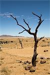 Dead Tree in Desert, Aus, Karas Region, Namibia