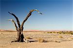 Arbre mort dans le désert, Sossusvlei, Hardap, Namibie