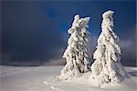 Épinettes enneigées en hiver, Grosser Arber montagne, forêt de Bavière, Bavière, Allemagne