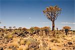 Köcherbaum, Keetmanshoop, Namibia