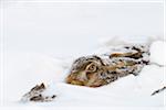 European Hare in Snow