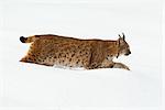 Eurasian Lynx Walking in Snow, Bavarian Forest National Park, Germany