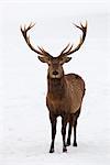 Portrait de Red Deer