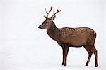 Le cerf rouge en hiver