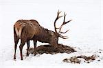 Red Deee Eating Hay in Winter