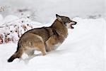 Wolf, die durch Schnee, Nationalpark Bayerischer Wald, Deutschland