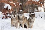 Portrait of Wolves, Bavarian Forest National Park, Germany