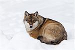 Portrait de loup, Parc National de Bavière, Allemagne