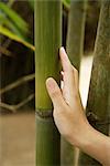 main de la femme, appuyé contre la tige de bambou