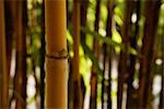 pousses de bambou brun au premier plan