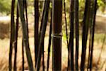 pousses de bambou en premier plan centré et plusieurs autres en arrière-plan