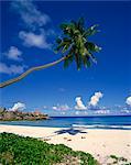 Tropical coastline with eroded rock formation and palm trees, La Digue, Seychelles, Indian Ocean, Africa