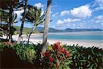 Resort beach, Hayman Island, Whitsundays, Queensland, Australia, Pacific