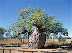 Old hollow boab tree, once used as aboriginal prison, outside Derby, Kimberley, Western Australia, Australia, Pacific