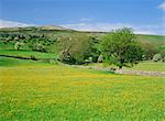 Wild flower meadow, Swaledale, Yorkshire Dales National Park, North Yorkshire, England, United Kingdom, Europe