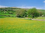 Wild flower meadow, Swaledale, Yorkshire Dales National Park, North Yorkshire, Angleterre, Royaume-Uni, Europe