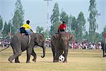 Elephants and riders playing football during the November Elephant Round-up Festival at Surin City, Thailand, Southeast Asia, Asia