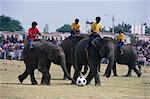 Éléphants jouant au football, Elephant Round-up festival, ville de Surin (Thaïlande), l'Asie du sud-est