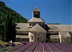 Abbaye de Senanque and lavender, near Gordes, Vaucluse, Provence, France, Europe