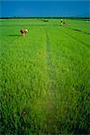 Rice paddy fields, Lang Co, Vietnam