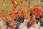 Autumn colours in a vineyard, Barbera grape variety, Barolo, Serralunga, Piemonte, Italy, Europe