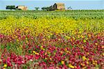 Wildblumen im Frühjahr in den Hügeln von Marsala auf Sizilien, Italien, Europa