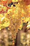 Close-up of Malvasia grapes in vineyard outside Frascati, Frascati, Lazio, Italy, Europe