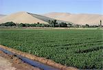 Blé d'hiver irrigué, oasis dans le désert de Gobi, Gansu Province, Chine, Asie