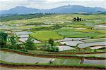 Rizières au printemps près de Sandu, Province de Guizhou, Chine