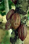 Nahaufnahme der Kakao Hülsen auf einem Baum in Sri Lanka, Asien