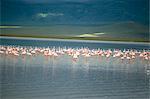 Flamingos, Serengeti Nationalpark, UNESCO World Heritage Site, Tansania, Ostafrika, Afrika