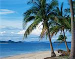 Palmiers sur la plage de Pearl Island, Phuket, Thaïlande, l'Asie du sud-est, Asie